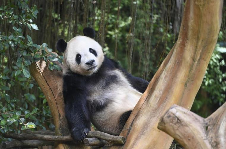 Visitors to Indonesia's panda palace experience charm of Chinese culture