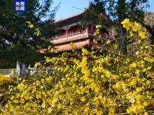 春和景明正当时 景山公园春花交替盛放 春和景明正当时 景山公园春花交替盛放