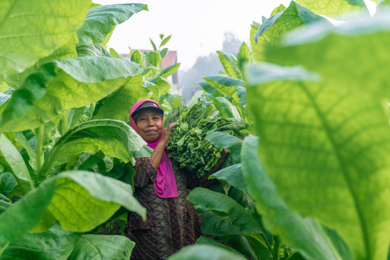 Indonesia’s Tobacco: A Harvest Shadowed by an Unavoidable Future_fororder_VCG41N1428585663