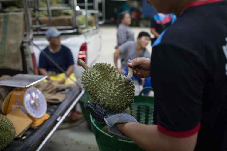 Thai Durian Inspectors: Earning Enough to Buy a Bangkok Condo in Three Years_fororder_5a409a5b6a4b44ce8f1245bd8ee14c29.2048x1365.760x2147483647
