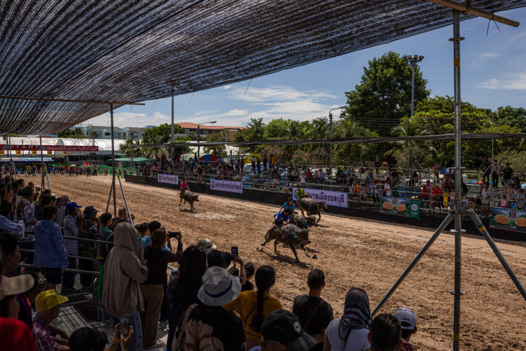 Speed and Harvest: Thailand’s Buffalo Racing Festival_fororder_VCG31N2239518127