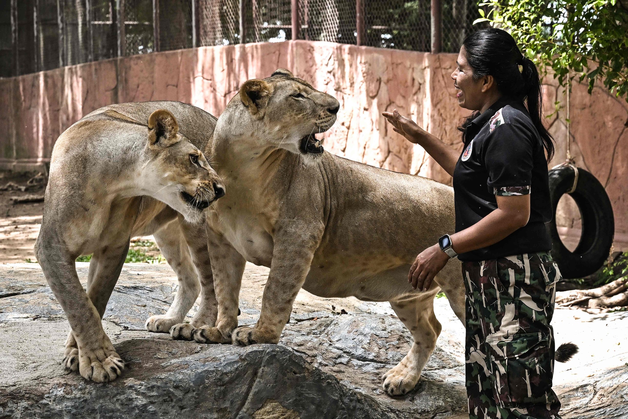 Coffee with Lion Cubs, Dare to Try?_fororder_VCG111582185000