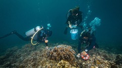 热爱珊瑚 保护珊瑚礁 为海洋生物建造一个温暖的家