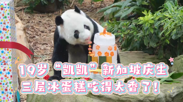 19岁“凯凯”新加坡庆生，三层冰蛋糕吃得太香了！_fororder_微信图片_20260921150322_56_533