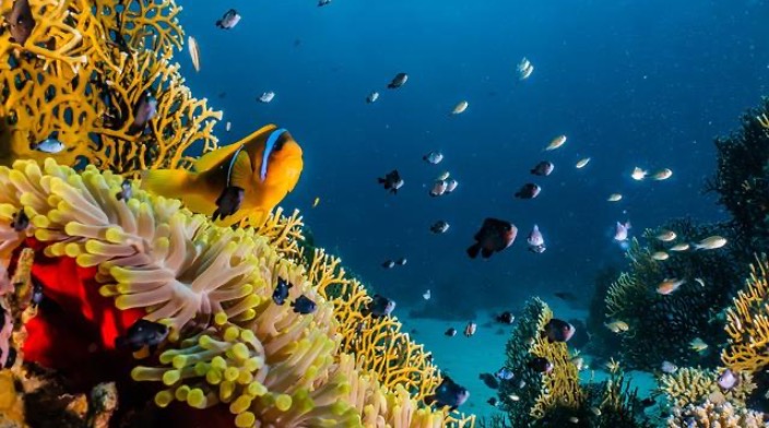 《海洋生物多样性协定》正式生效，全球海洋治理迎来合作时刻