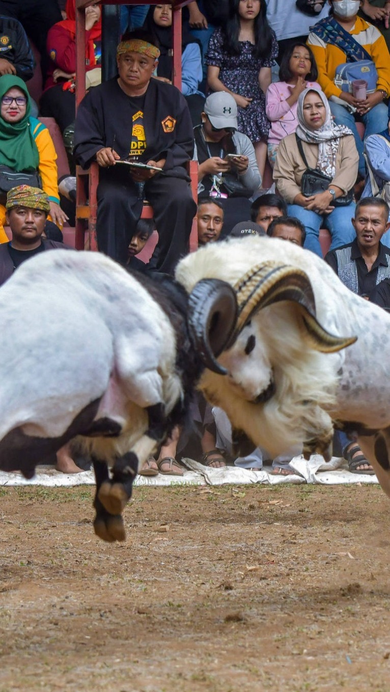 在印尼，斗羊为何是一种文化？