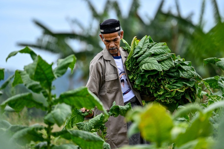 Indonesia’s Tobacco: A Harvest Shadowed by an Unavoidable Future_fororder_VCG111582964317