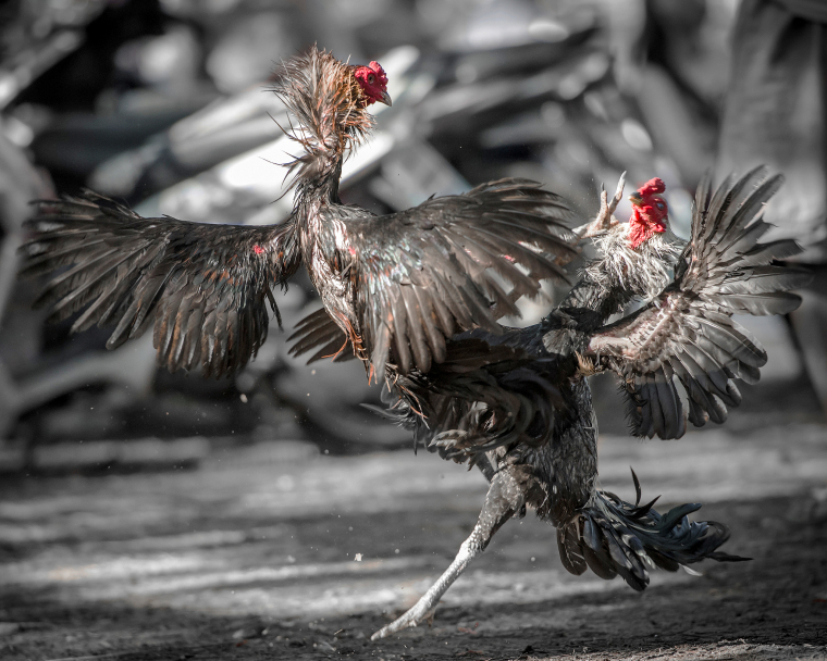 Cockfighting in Thailand: Cultural Heritage or Social Risk?_fororder_VCG211188629622