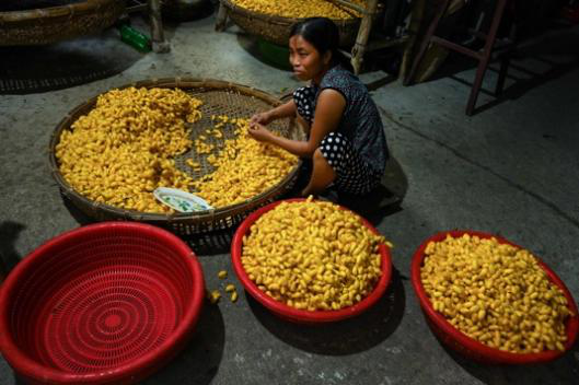 A Century-Old Silk Legacy in a Vietnamese Village_fororder_图片7