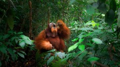 探访雨林“极危精灵”：苏门答腊猩猩悠闲攀栖