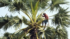 Cambodia: Brewing Palm Sugar, Brewing Life