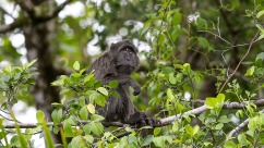 Endangered Simeulue Long-Tailed Macaque: Isolated Island Becomes Last Sanctuary