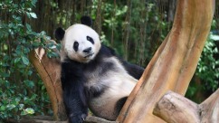 Visitors to Indonesia's panda palace experience charm of Chinese culture