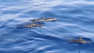 六部门开展“碧海蓝盾2026”执法行动 守护海洋生态