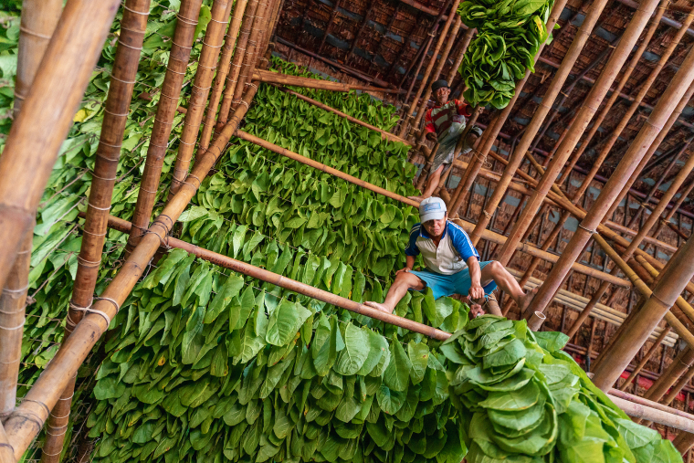 Indonesia’s Tobacco: A Harvest Shadowed by an Unavoidable Future
