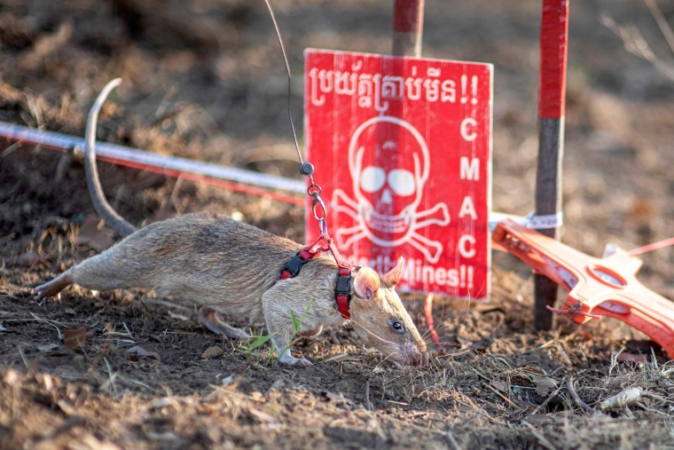 Timid? Not These “Furry Heroes”: Cambodia’s Post-War Landmine Detecting Rats_fororder_4058890e6bfa4990ae20db3991ae618e.2048x1365.760x2147483647