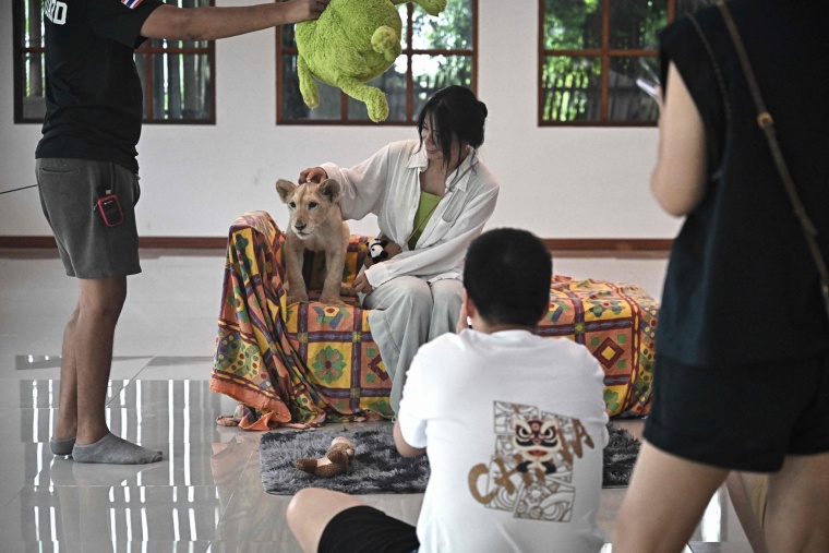 Coffee with Lion Cubs, Dare to Try?_fororder_VCG111582184965