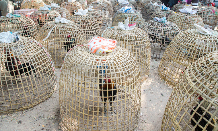 Cockfighting in Thailand: Cultural Heritage or Social Risk?_fororder_VCG41N827036618