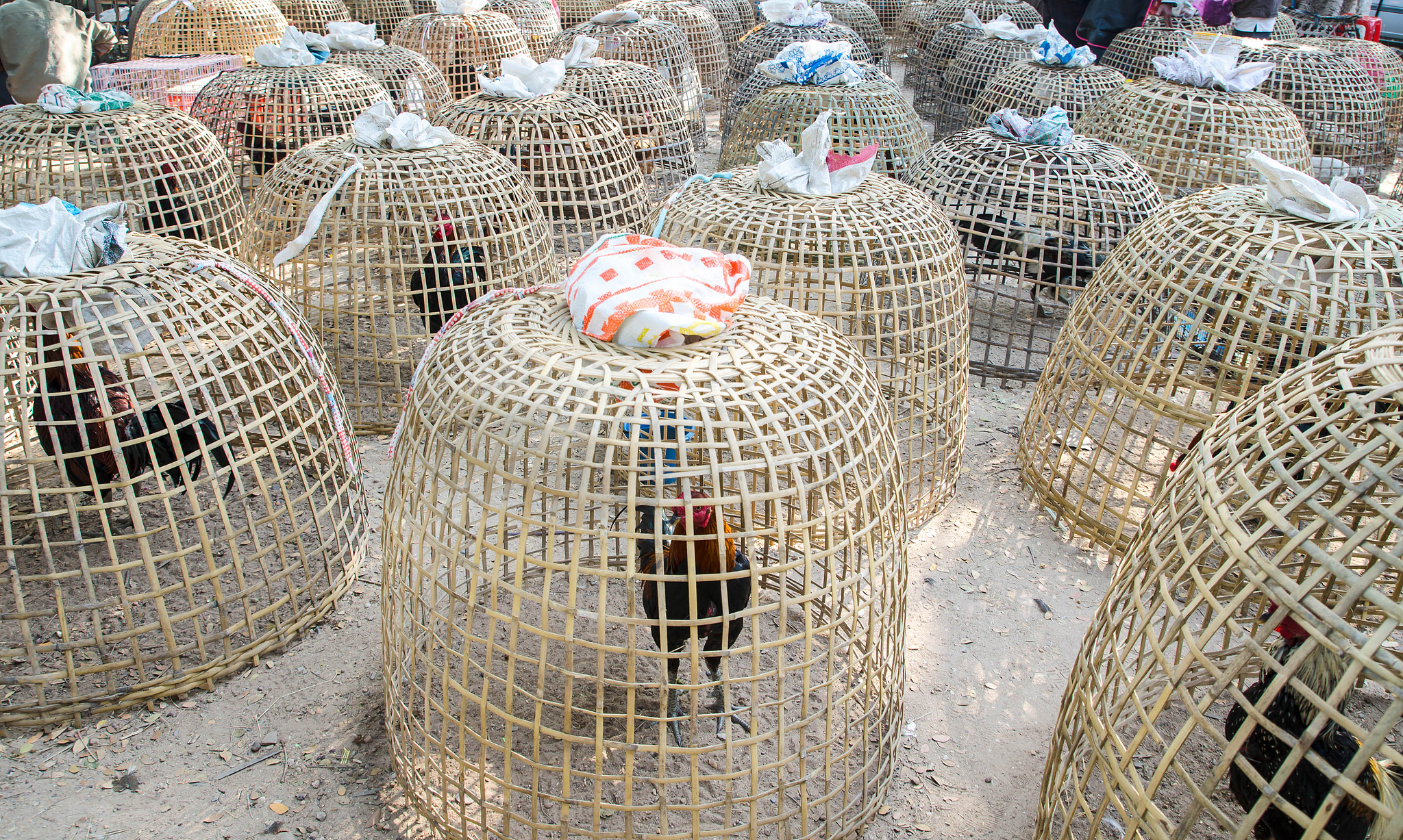 Cockfighting in Thailand: Cultural Heritage or Social Risk?_fororder_VCG41N827036618