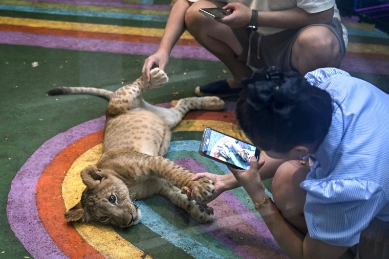 Coffee with Lion Cubs, Dare to Try?_fororder_VCG111582184869