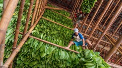 Indonesia’s Tobacco: A Harvest Shadowed by an Unavoidable Future