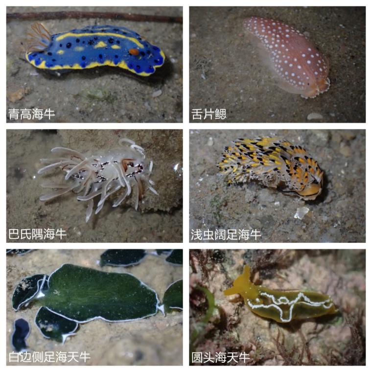 蔚蓝青年说｜郭翔：把“猎物”变成“作品”，让海洋多一份宁静_fororder_海蛞蝓