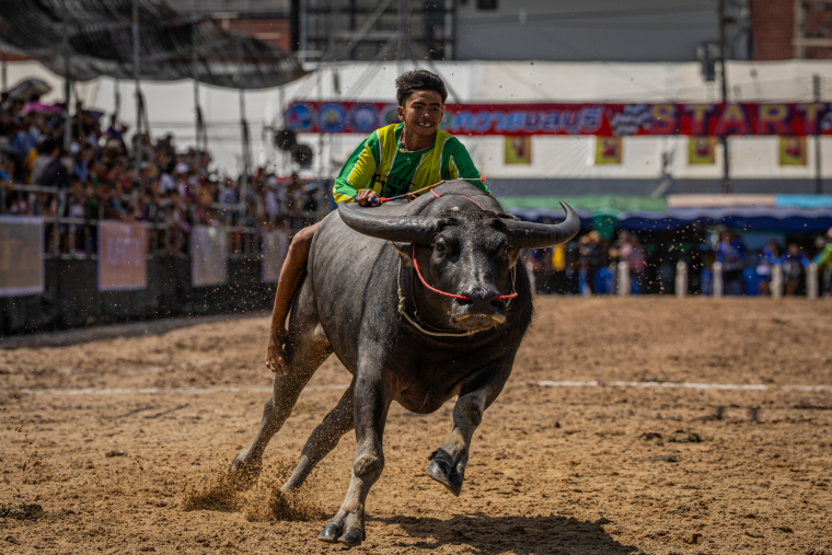 Speed and Harvest: Thailand’s Buffalo Racing Festival_fororder_VCG31N2239518161