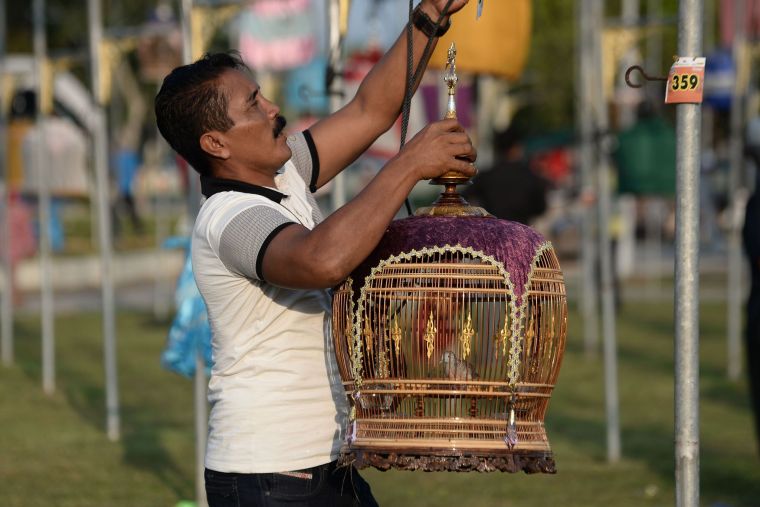 Singing Showdown: Thailand Hosts Annual Bird Singing Contest_fororder_VCG111168814004