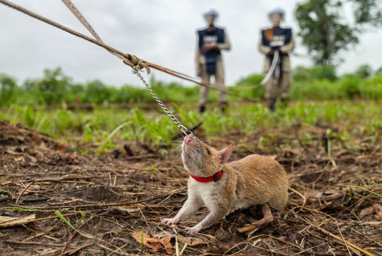 Timid? Not These “Furry Heroes”: Cambodia’s Post-War Landmine Detecting Rats_fororder_06a72c41c4b346d3a83f01826cda7ecf.2048x1373.760x2147483647