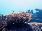 谁破坏谁修复 中国海警分享“海洋碳汇执法”新范式