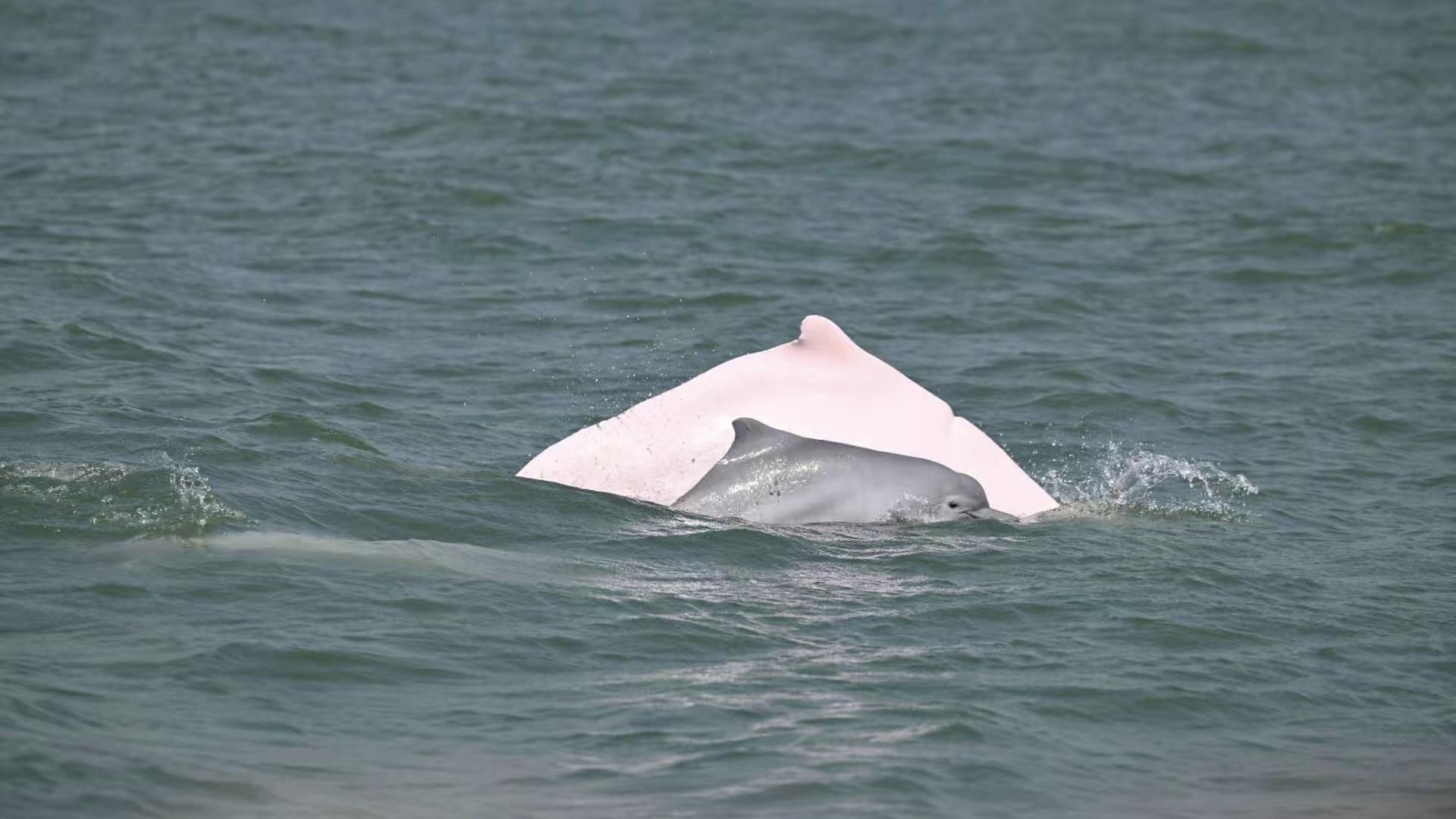 世界海豚日｜守护 “妈祖鱼”，共护蓝色家园_fororder_007