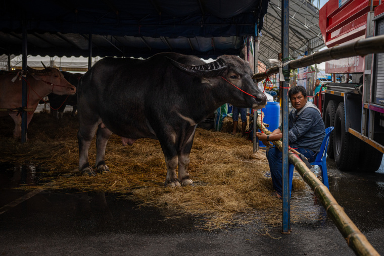 Speed and Harvest: Thailand’s Buffalo Racing Festival_fororder_VCG31N2239517586