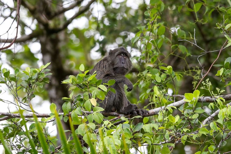 Endangered Simeulue Long-Tailed Macaque: Isolated Island Becomes Last Sanctuary_fororder_VCG31N2227210483