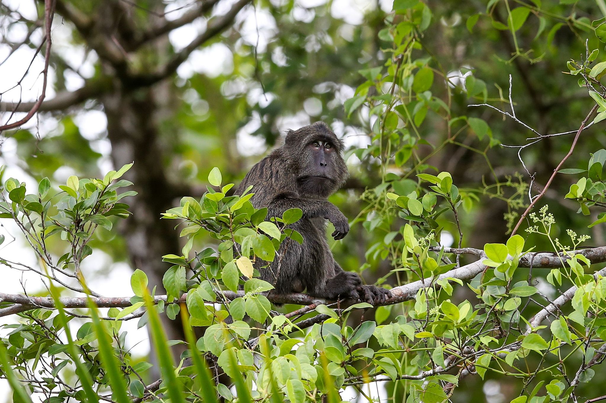 Endangered Simeulue Long-Tailed Macaque: Isolated Island Becomes Last Sanctuary_fororder_VCG31N2227210483
