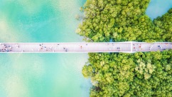 2020-2025年海南营造和修复红树林超过5300公顷