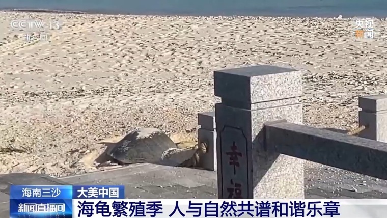 生机盎然的海上家园：三沙渔民“转行”海龟守护者_fororder_IMG_2800