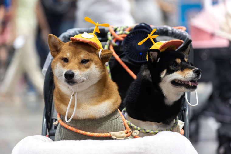 A Real-Life Pet Planet: Cuteness Overload at Thailand’s Pet Expo_fororder_VCG31N2227467599