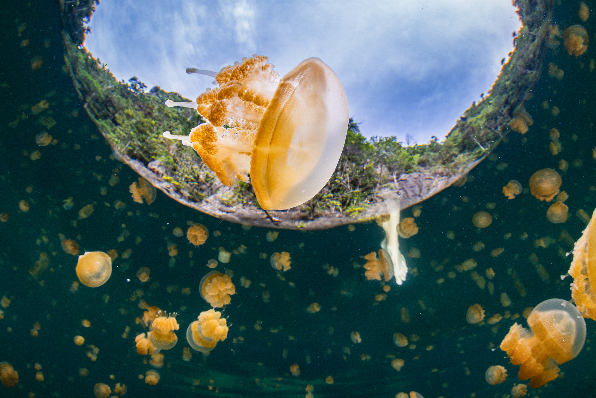 Swimming Among Tens of Thousands of Jellyfish in Indonesia_fororder_VCG111587275738