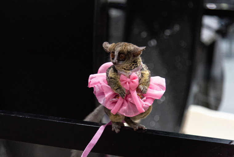 A Real-Life Pet Planet: Cuteness Overload at Thailand’s Pet Expo_fororder_VCG31N2227467489