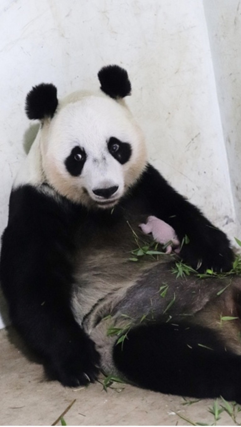 中国旅居印尼大熊猫当妈了！