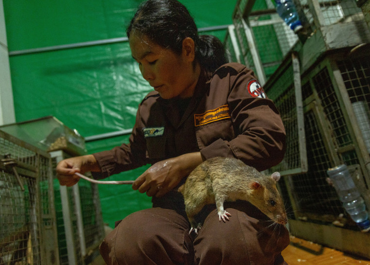 Timid? Not These “Furry Heroes”: Cambodia’s Post-War Landmine Detecting Rats_fororder_828c23853482419fbba66410f110817f.2048x1467.760x2147483647