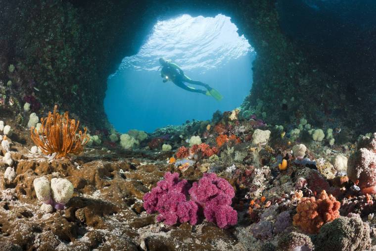 Swimming Among Tens of Thousands of Jellyfish in Indonesia_fororder_VCG11456288186