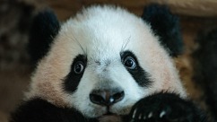 卖萌不停！印尼首只大熊猫幼崽与公众见面