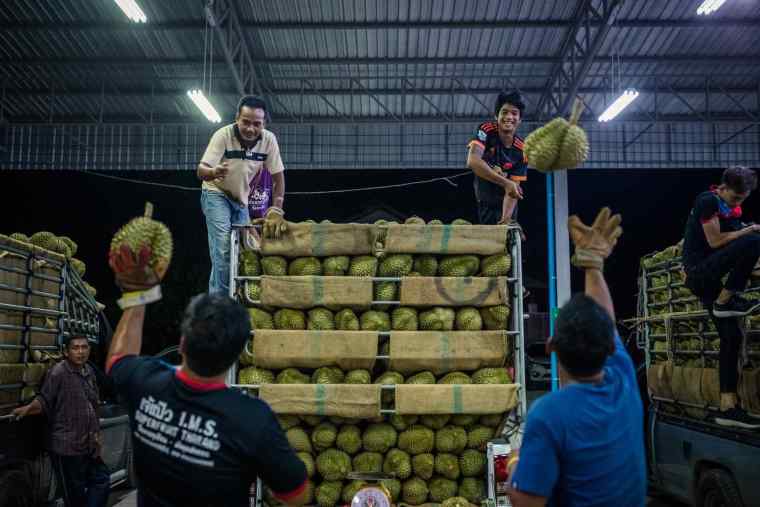 Thai Durian Inspectors: Earning Enough to Buy a Bangkok Condo in Three Years_fororder_d5ce893afed64228a8be89c5152b62bb.2048x1365.760x2147483647
