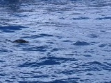 “万万”回家啦 海南万宁搁浅海豚顺利放归