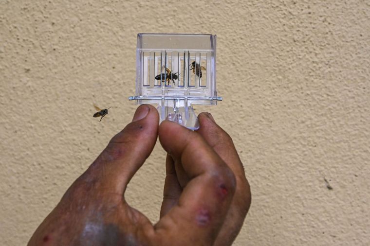 Malaysian Rescue Group Gives Urban Bees a New Home_fororder_1ef7c7b515674145bbd9655f70c1a9c5.2048x1362.760x2147483647