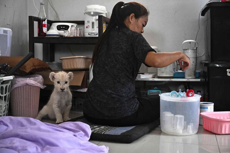 Coffee with Lion Cubs, Dare to Try?_fororder_VCG111582185057
