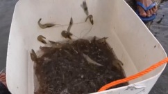 美关税大棒下印尼虾业受重创：出口总量恐暴跌30%