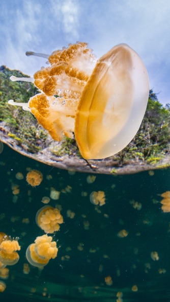 Swimming Among Tens of Thousands of Jellyfish in Indonesia