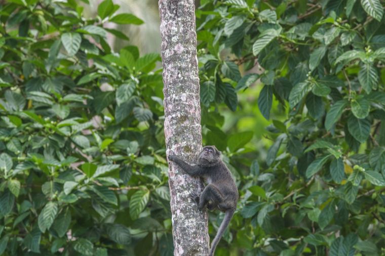 Endangered Simeulue Long-Tailed Macaque: Isolated Island Becomes Last Sanctuary_fororder_VCG31N2227214492